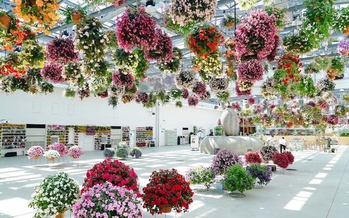 Hanging floral displays at Yomiuriland amusement park in Tokyo, Japan.