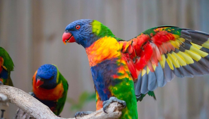Lorikeets