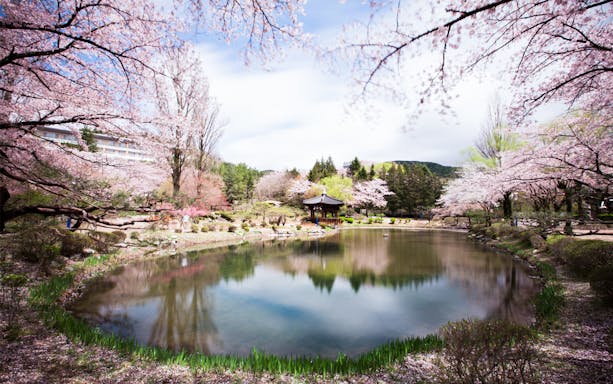 Cherry blossoms surrounding a pond in Gyeongju, South Korea, during a day trip from Busan.