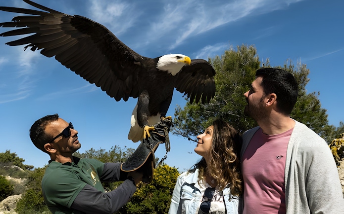 Birds-of-prey presentation at Teleférico Benalmádena with a handler and visitors observing a bald eagle.