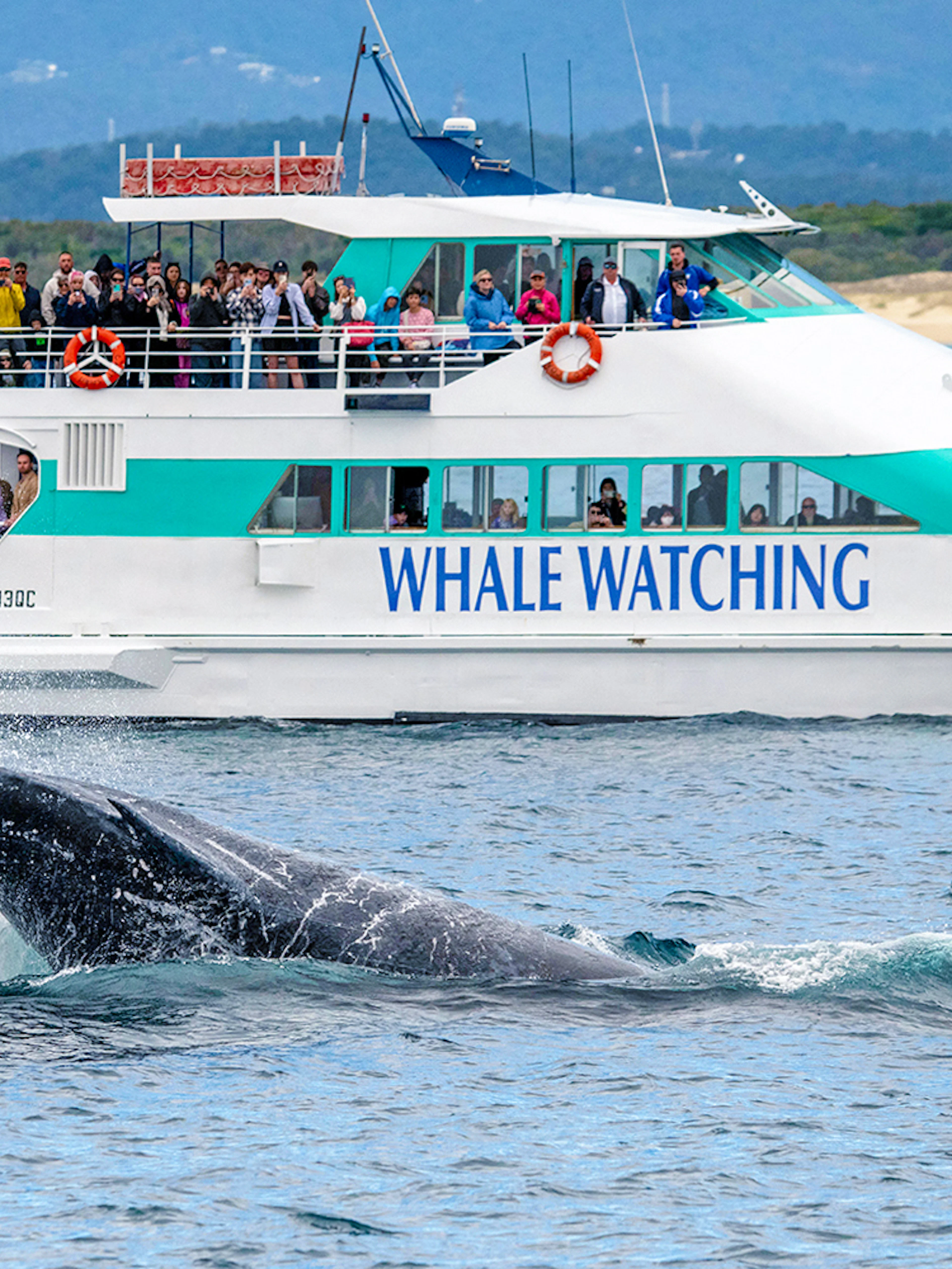 Whale tail splashing near Spirit of Gold Coast whale watching boat.