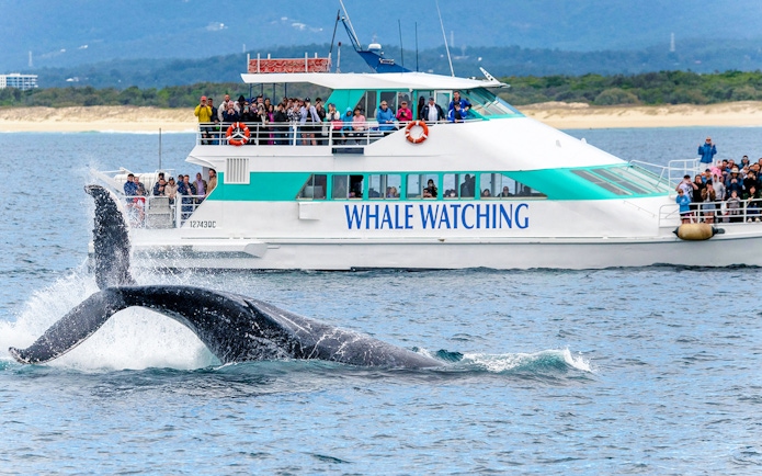 Whale tail splashing near Spirit of Gold Coast whale watching boat.