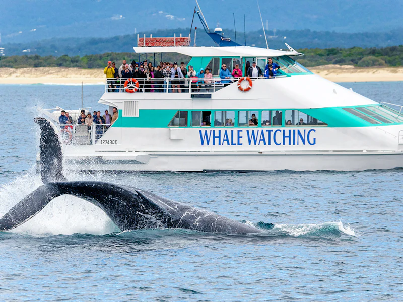 Whale Watching Cruise With Beverages Snacks - Gold Coast