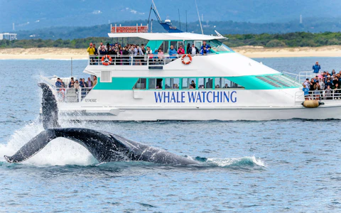 Whale Watching Cruise with Beverages & Snacks