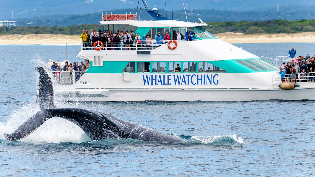 Whale tail splashing near Spirit of Gold Coast whale watching boat.