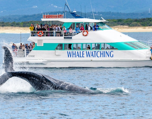 Whale tail splashing near Spirit of Gold Coast whale watching boat.