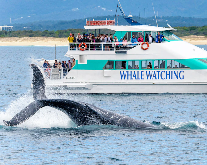 Whale Watching Cruise with Beverages & Snacks