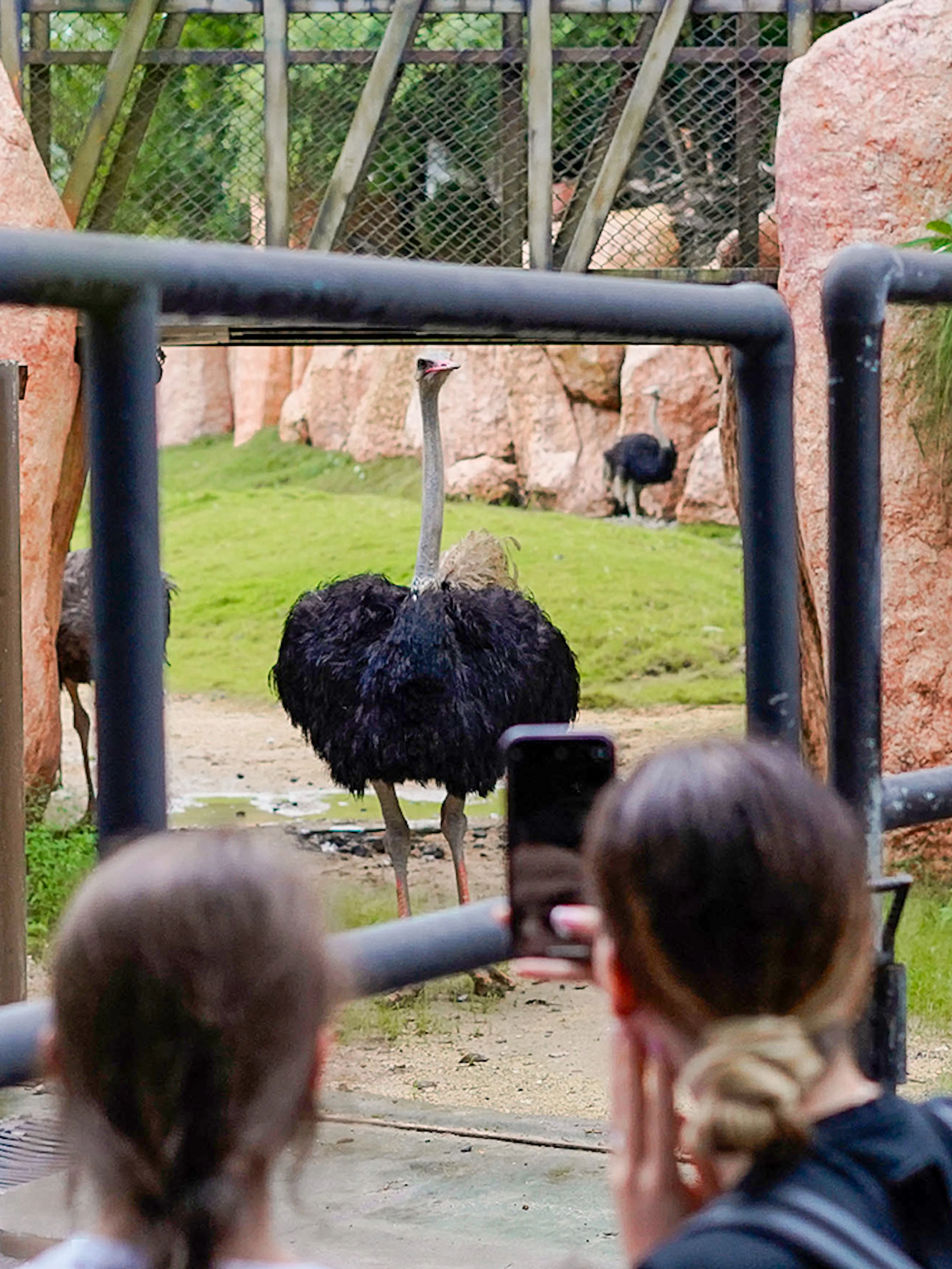 Visitors photograph an ostrich in its enclosure at Bali Zoo.