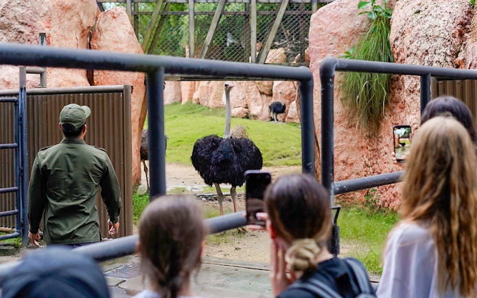 Visitors photograph an ostrich in its enclosure at Bali Zoo.