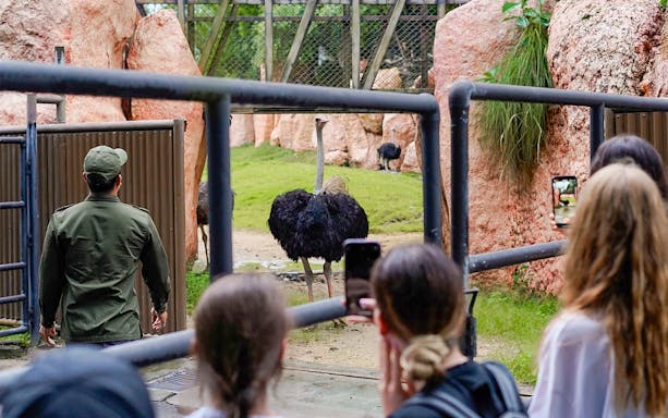 Visitors photograph an ostrich in its enclosure at Bali Zoo.