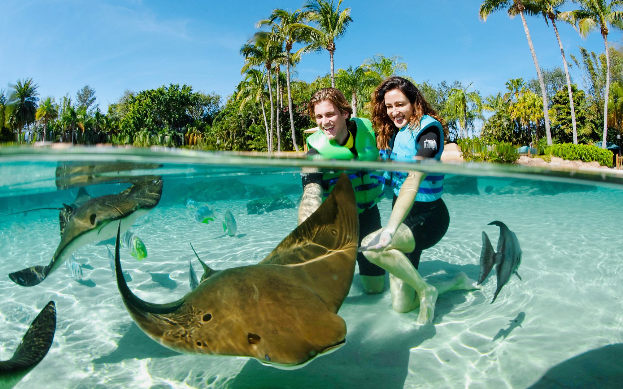 Guests interacting with stingrays at Discovery Cove Orlando.