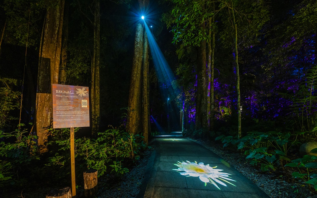 Forest path illuminated by projection mapping of a flower, part of a multi-sensory journey.