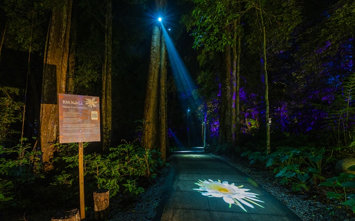 Forest path illuminated by projection mapping of a flower, part of a multi-sensory journey.