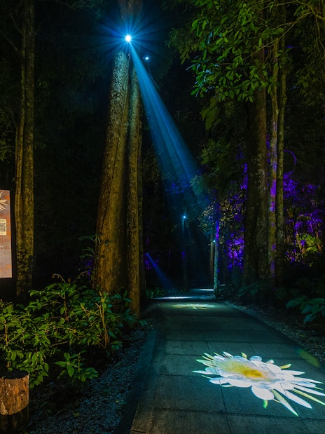 Forest path illuminated by projection mapping of a flower, part of a multi-sensory journey.