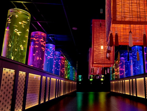 Colorful illuminated aquarium tanks in a dark room at Art Aquarium Museum, Tokyo.