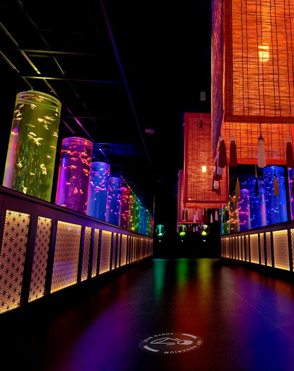 Colorful illuminated aquarium tanks in a dark room at Art Aquarium Museum, Tokyo.