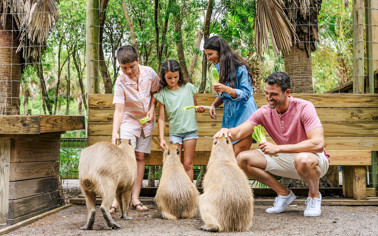 Guests feeding capybaras at a wildlife park in the Everglades.