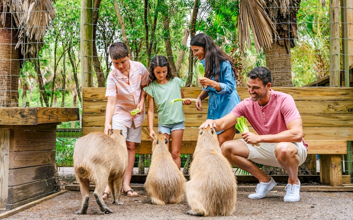 Guests feeding capybaras at a wildlife park in the Everglades.