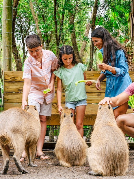 Guests feeding capybaras at a wildlife park in the Everglades.