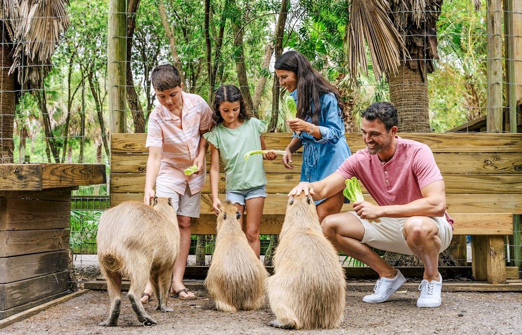 Guests observing wildlife at Everglades park, featuring lush greenery and diverse animal species.