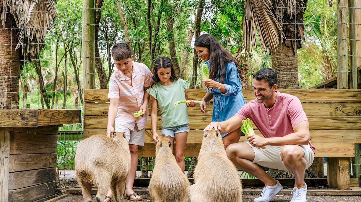 Guests feeding capybaras at a wildlife park in the Everglades.