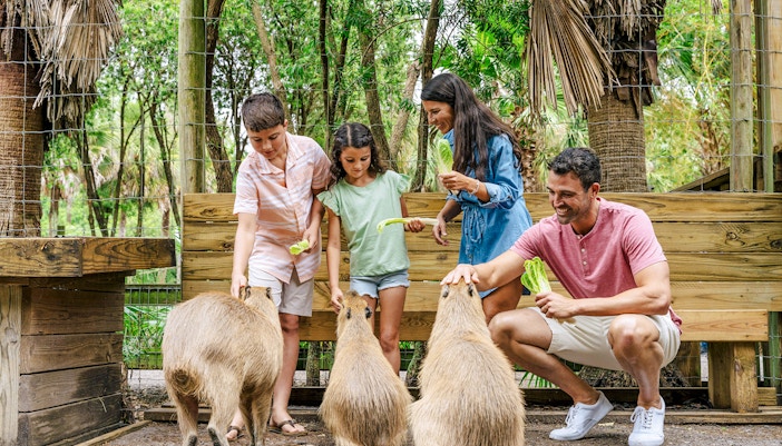 Guests feeding capybaras at a wildlife park in the Everglades.
