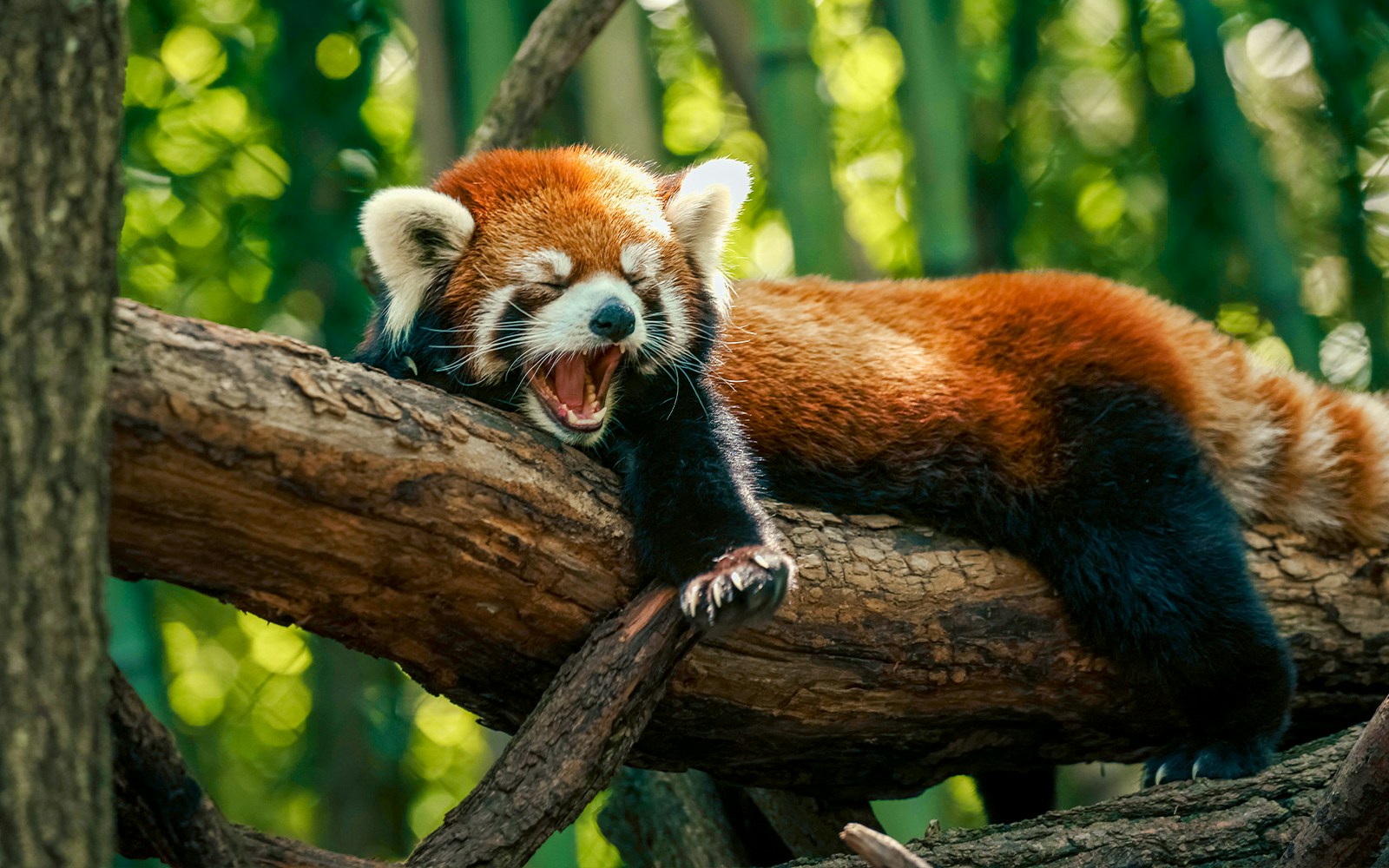Red Panda Encounter