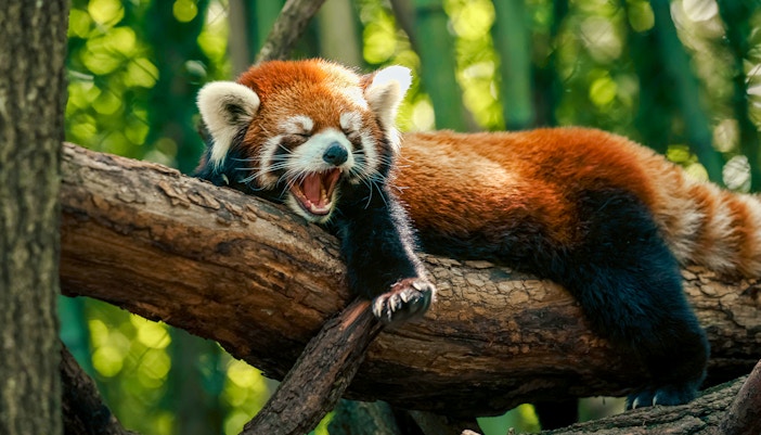 Red panda resting on a tree branch in a zoo habitat during a guided tour.