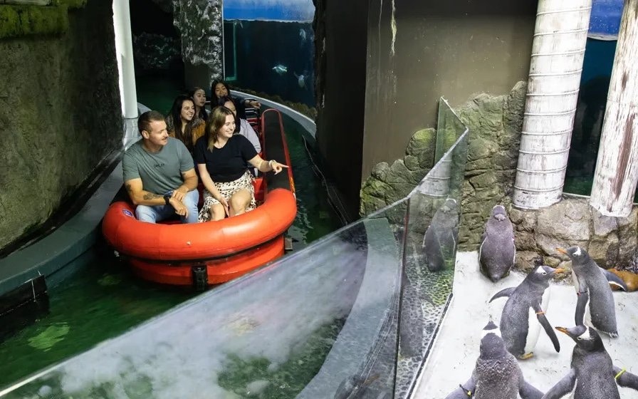 King & Gentoo Penguins