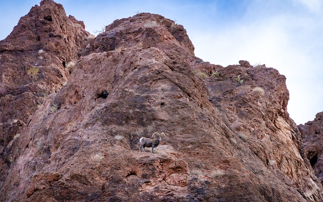 Bighorn sheep on rocky terrain in Northern Arizona near Lake Mead.