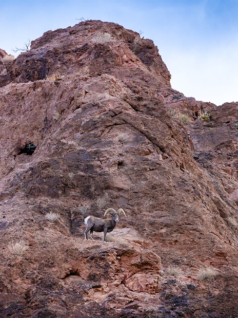 Bighorn sheep on rocky terrain in Northern Arizona near Lake Mead.