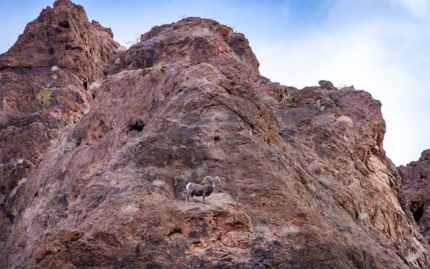 Bighorn sheep on rocky terrain in Northern Arizona near Lake Mead.