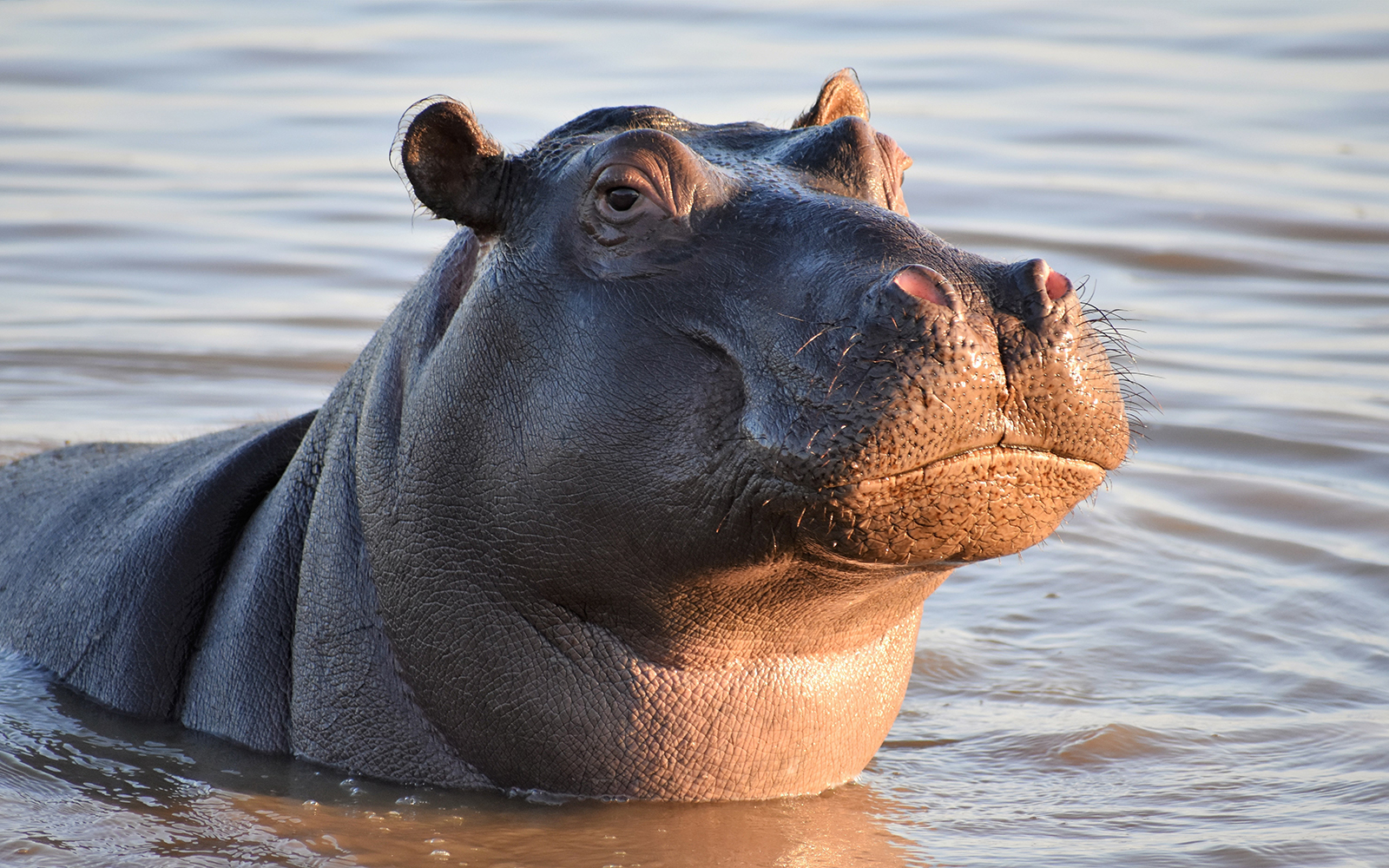 ippopotamo dello zoo