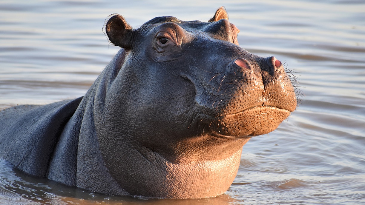 Hippo partially submerged in water.