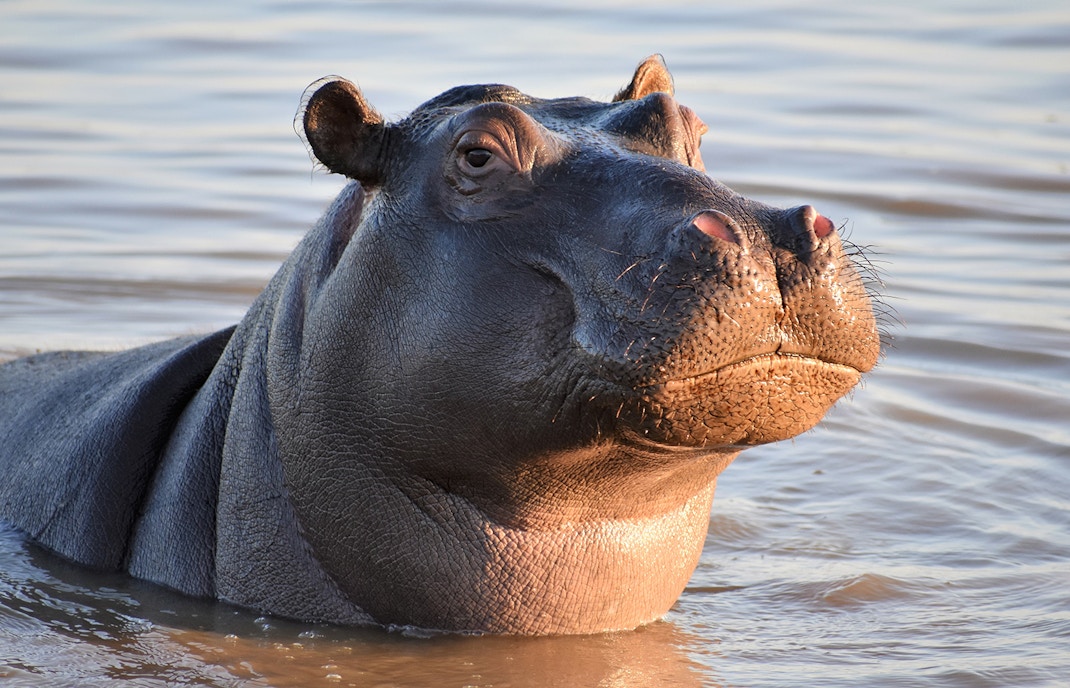 ippopotamo dello zoo