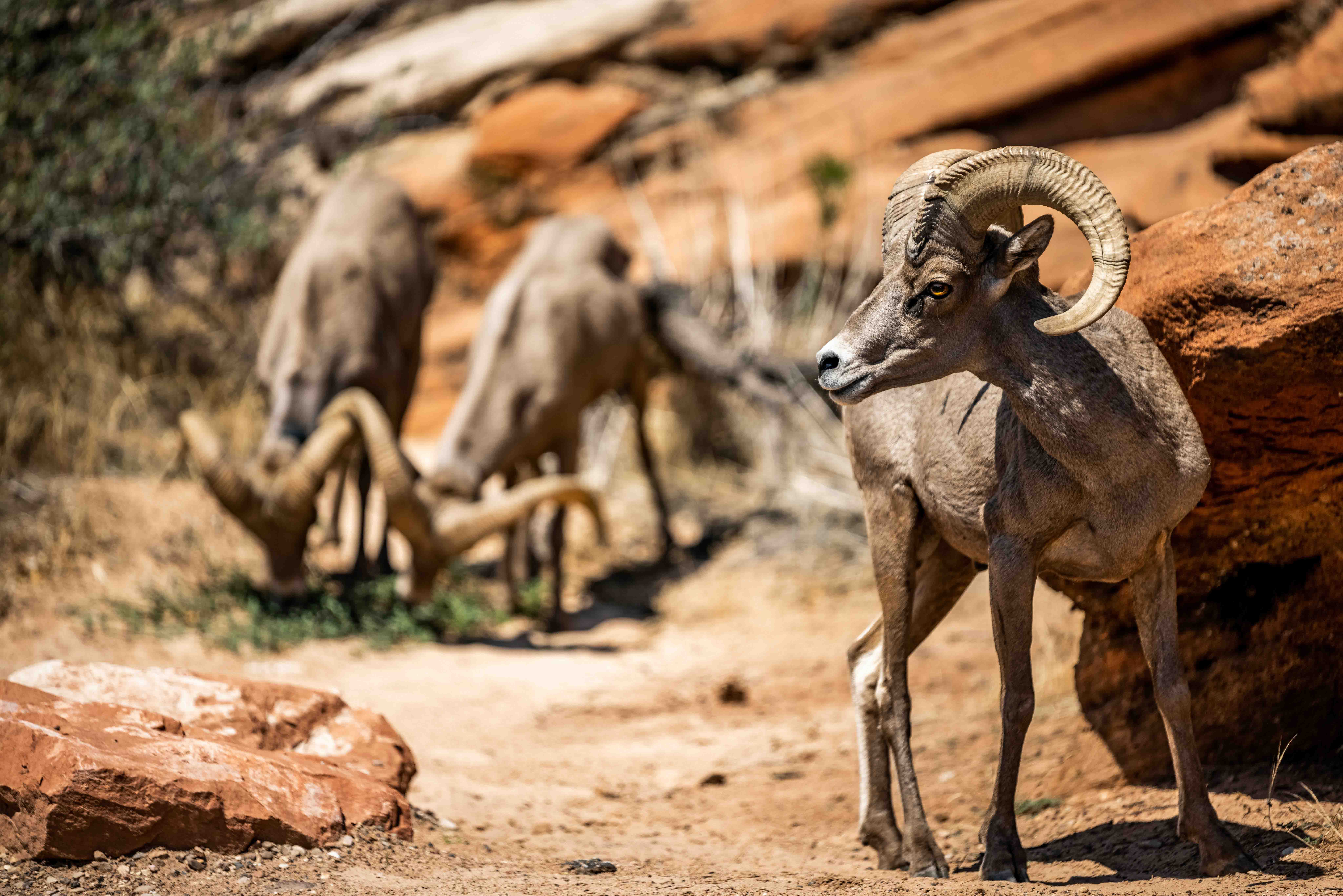 Encounter local wildlife at the Green Canyon