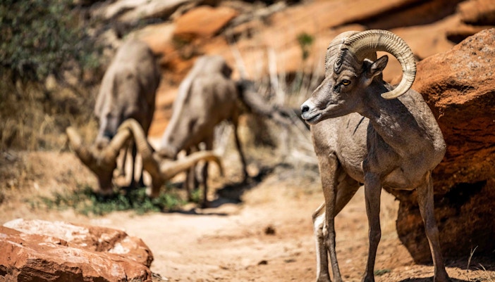 Encounter local wildlife at the Green Canyon