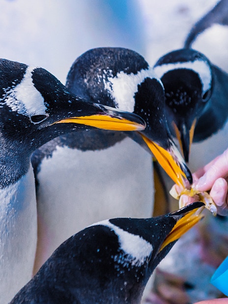 Penguins being fed by a staff member at Sea Life Aquarium.