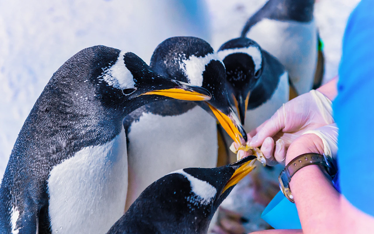 Combo: Tour in autobus Hop-on Hop-off di Londra con crociera sul Tamigi + Biglietti per il SEA LIFE Aquarium — 4