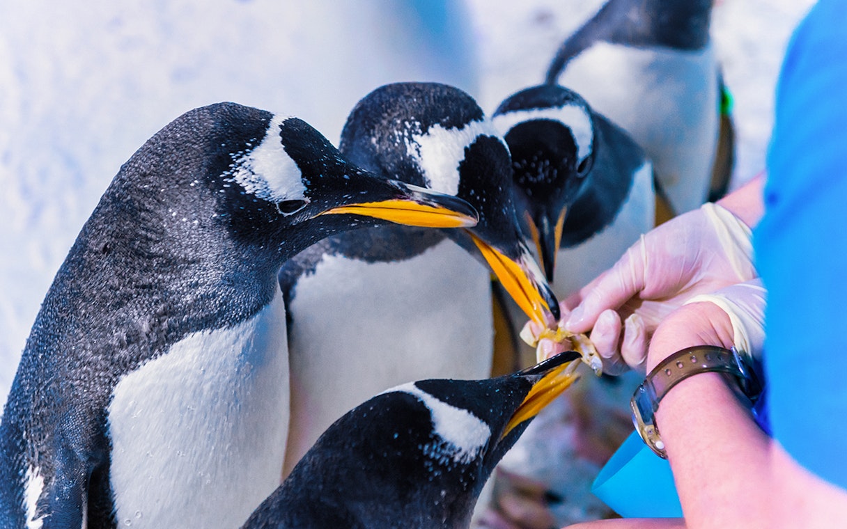 Penguins being fed by a staff member at Sea Life Aquarium.