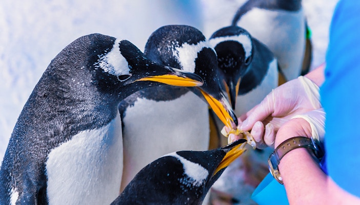 Animals at SEA LIFE London Aquarium