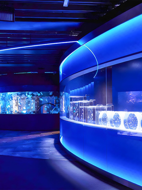Jellyfish exhibit inside Kyoto Aquarium with illuminated tanks and blue lighting.