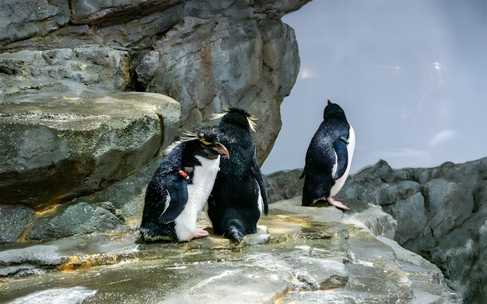 Rockhopper penguins standing on rocky surface at aquarium.