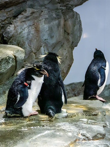 Rockhopper penguins standing on rocky surface at aquarium.