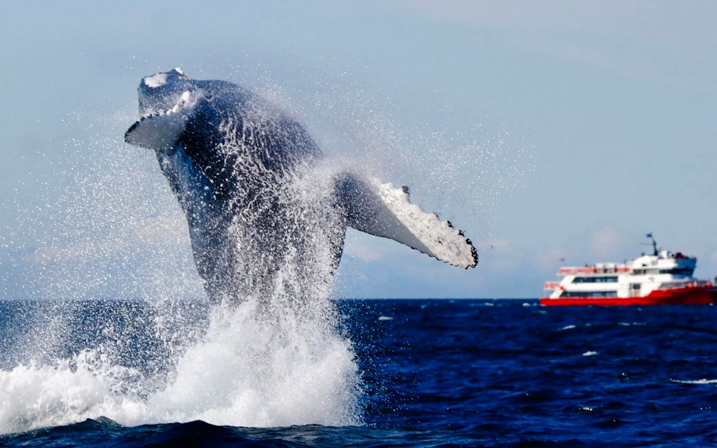 Whale breaching near a tour boat during a whale watching trip from Reykjavik.