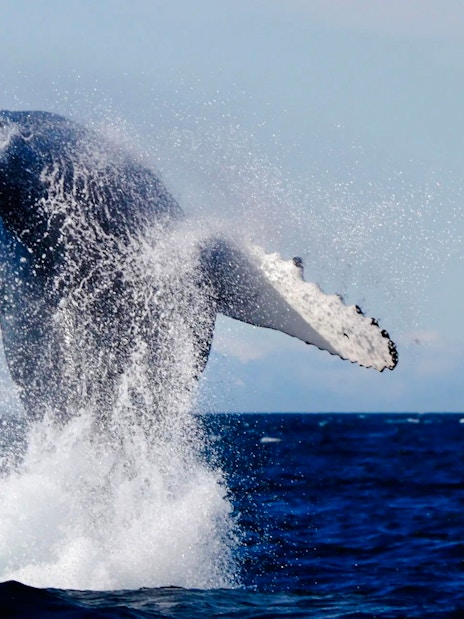 Whale breaching near a tour boat during a whale watching trip from Reykjavik.