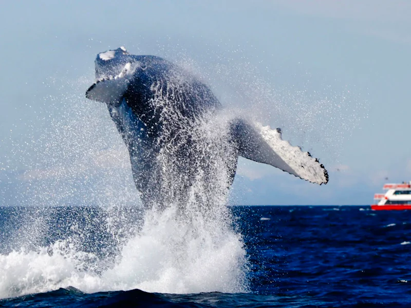 Reykjavik The Original Whale Watching Tour - Reykjavík