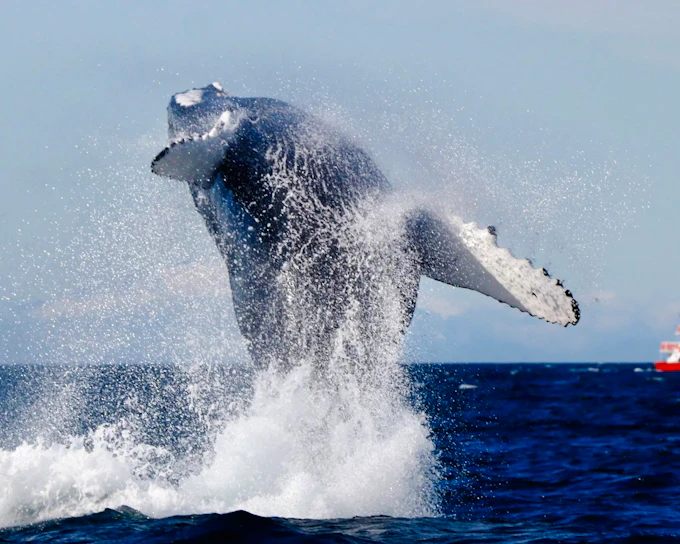 Reykjavik: The Original 3-Hour Whale Watching Tour
