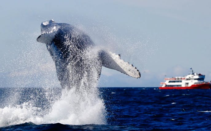 Whale breaching near a tour boat during a whale watching trip from Reykjavik.