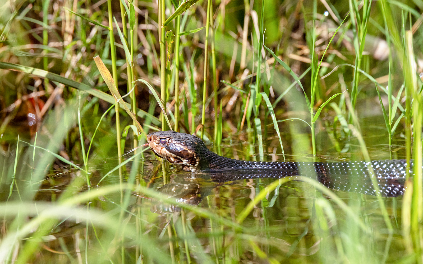 Cottonmouth snake in Florida wetland habitat.
